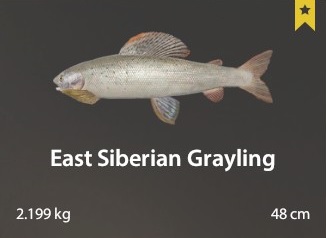 East Siberian Grayling.jpg