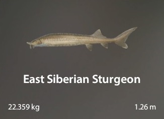 East Siberian Sturgeon.jpg