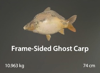 Frame-Sided Ghost Carp.jpg