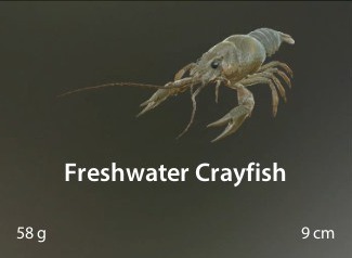 Freshwater Crayfish.jpg