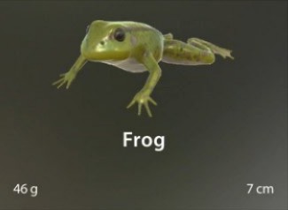 Frog.jpg