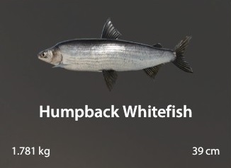 Humpback Whitefish.jpg