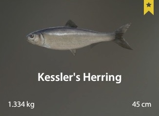 Kessler's Herring.jpg