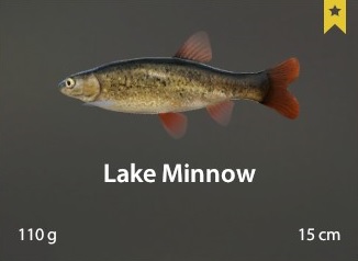 Lake Minnow.jpg