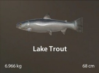 Lake Trout.jpg
