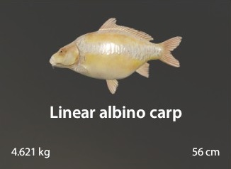 Linear Albino Carp.jpg