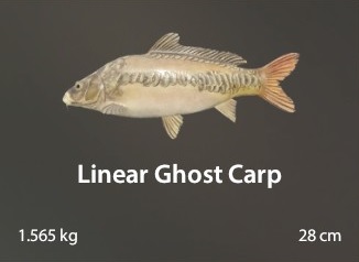 Linear Ghost Carp.jpg