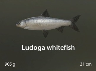 Ludoga whitefish.jpg
