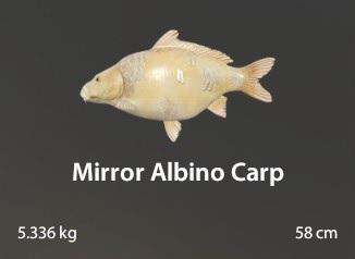Mirror Albino Carp.jpg