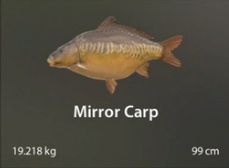 Mirror Carp.jpg