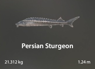 Persian Sturgeon.jpg