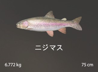 Rainbow trout.jpg
