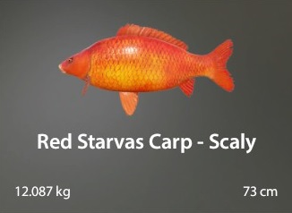 Red Starvas Carp - Scaly.jpg