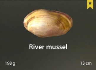 River mussel.jpg