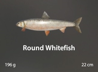 Round Whitefish.jpg