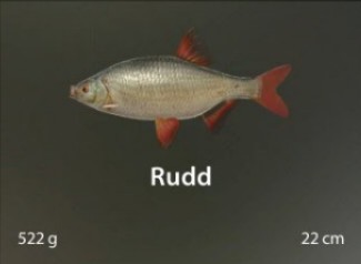Rudd.jpg