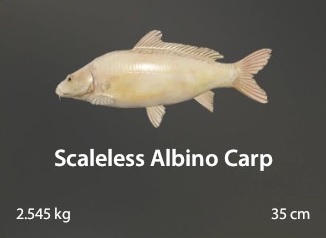 Scaleless Albino Carp.jpg