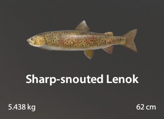 Sharp-snouted Lenok.jpg