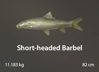 Short-Headed Barbel.jpg