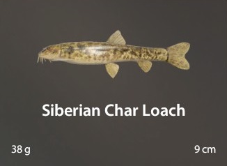 Siberian Char Loach.jpg