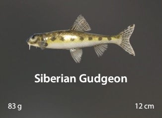 Siberian Gudgeon.jpg