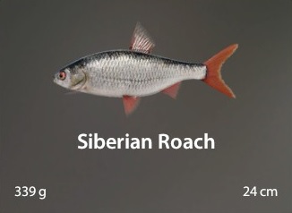 Siberian Roach.jpg