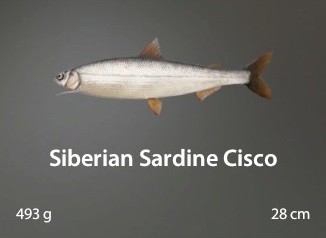 Siberian Sardine Cisco.jpg