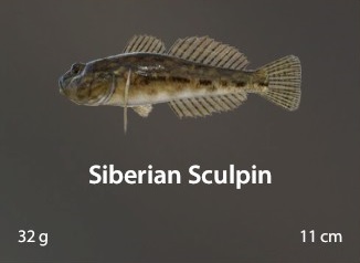 Siberian Sculpin.jpg