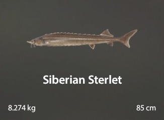 Siberian Sterlet.jpg