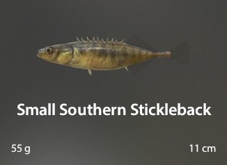 Small Southern Stickleback.jpg