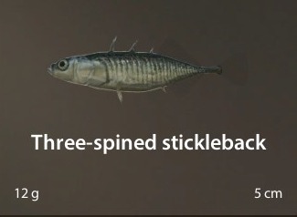 Three-spined stickleback.jpg