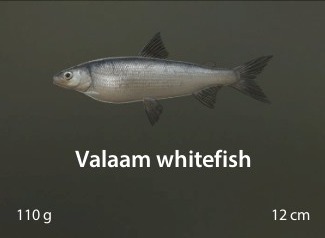 Valaam whitefish.jpg