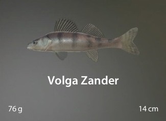 Volga Zander.jpg