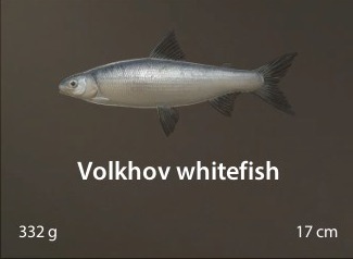 Volkhov whitefish.jpg