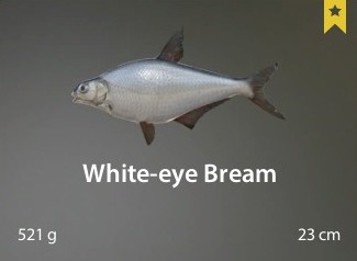 White-eye Bream.jpg