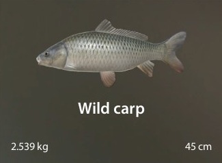 Wild carp.jpg