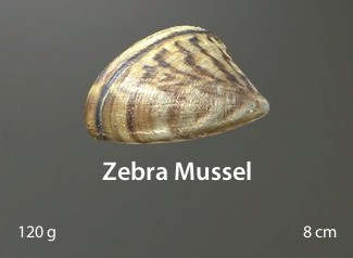 Zebra Mussel.jpg